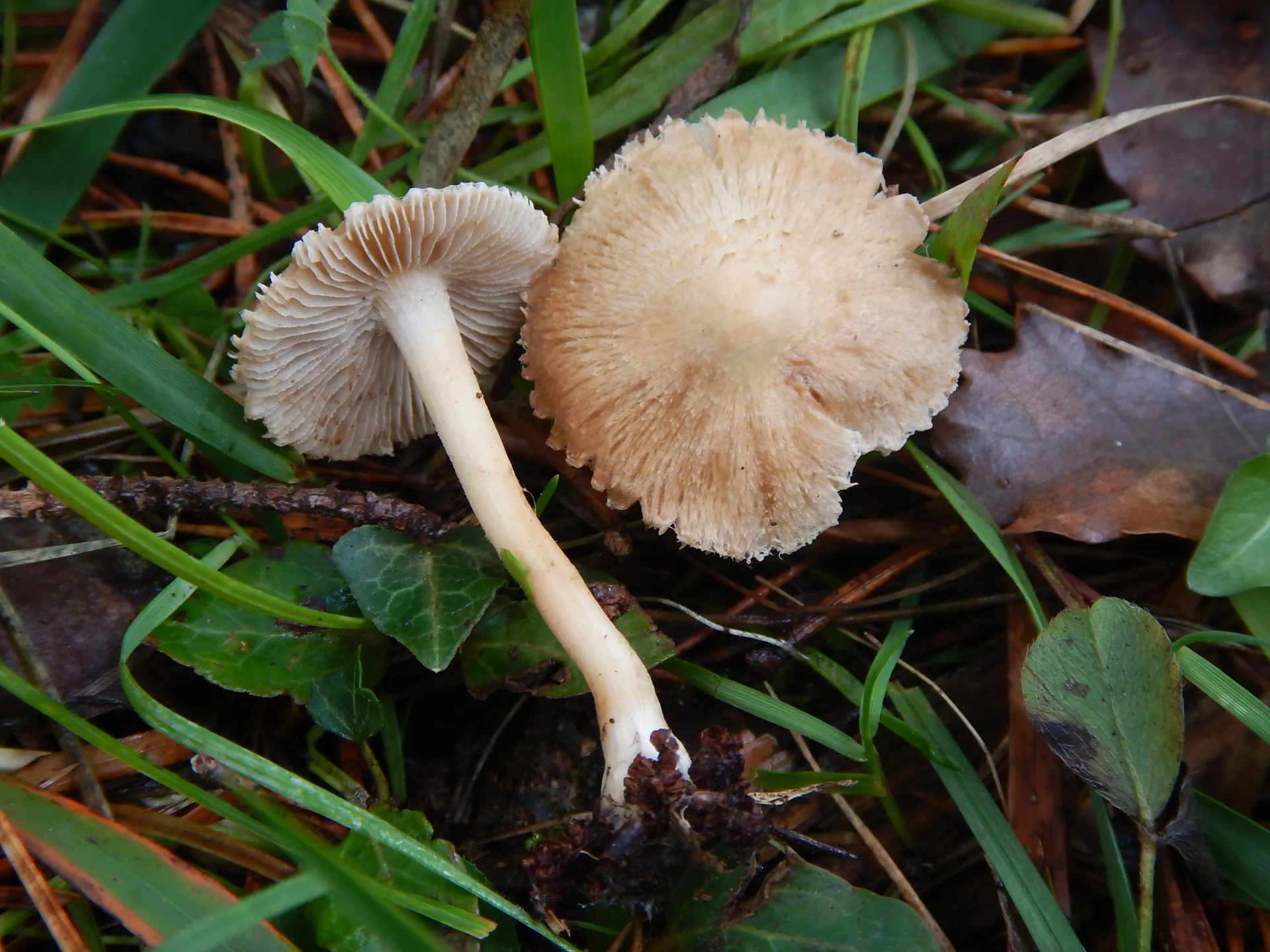 Inocybe sindonia, 21-11-09